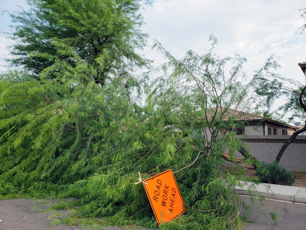 24/7 Emergency Tree Service Phoenix AZ