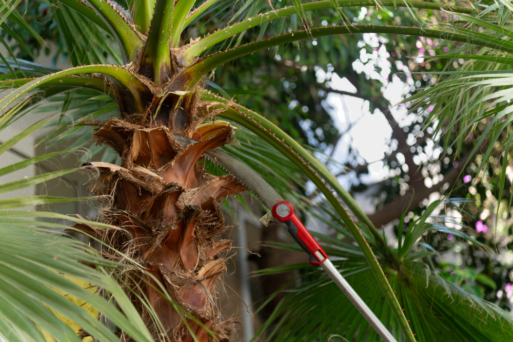 Palm Tree Trimming Phoenix Az