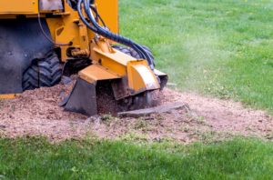 Stump Grinding Phoenix Arizona - In the Valley Of The Sun