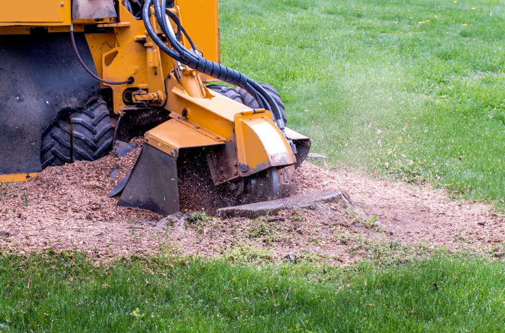 Stump Grinding Phoenix Arizona - In the Valley Of The Sun