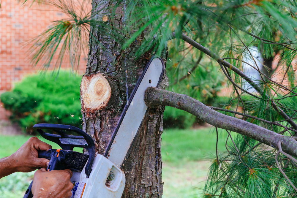 Tree Trimming in Phoenix Arizona - The Valley of The Sun