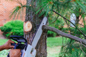 Tree Trimming Greater Phoneix Area
