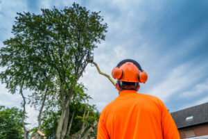 Tree Removal Phoenix AZ Metropolitan Area Arizona